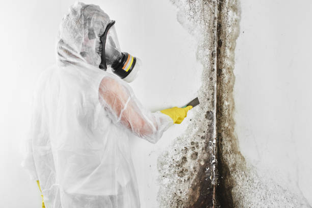 Best Residential Mold Inspection & Testing  in Galena, KS