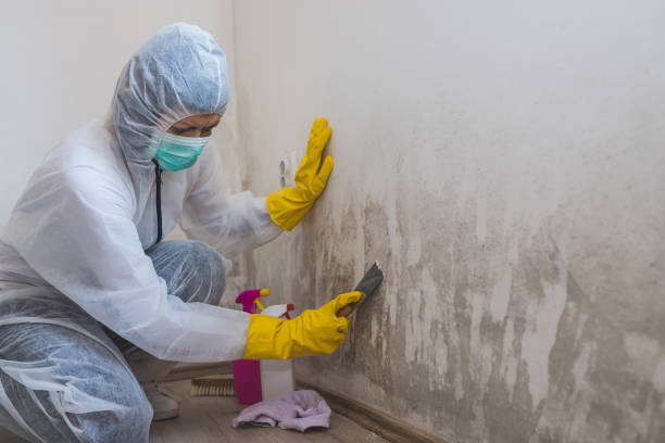 Why You Should Choose Our Mold Remediation Services in Galena, KS