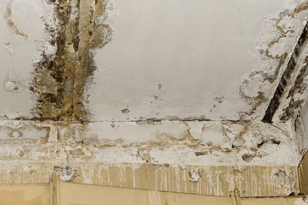 Mold Remediation for Rental Properties in Galena, KS