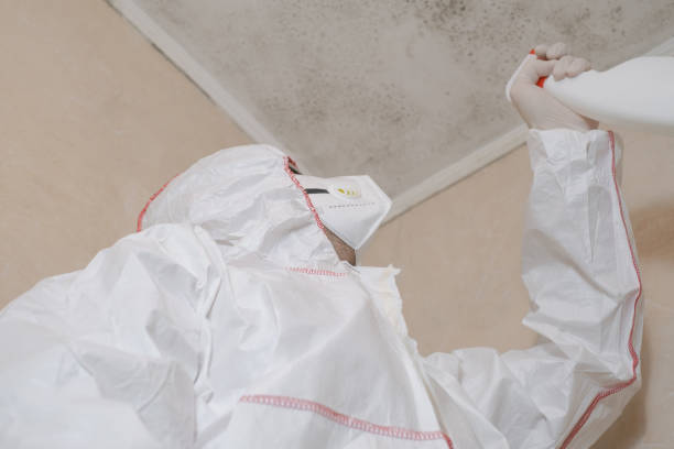 Best Black Mold Removal  in Galena, KS